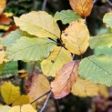 Fagus sylvatica -  impressie herfstblad