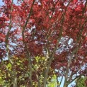acer palmatum 'Atropurpureum' - Foto 4