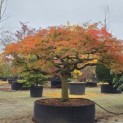 Acer palmatum 'Dissectum' - 1