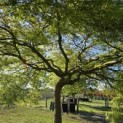 Acer palmatum 'Dissectum' - 1