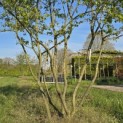 Amelanchier lamarckii - Foto 1