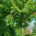Aesculus pavia var. discolor - Afbeelding 6