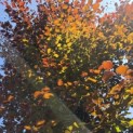 Fagus sylvatica 'Atropunicea' - Foto 2