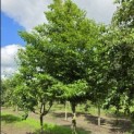 Styrax japonicus - juni 2026