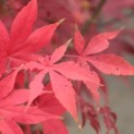 Acer palmatum 'Osakazuki' - Foto 3
