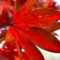 Acer palmatum 'Osakazuki' - Foto 1