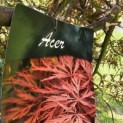 Acer palmatum 'Garnet' - 1