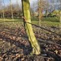 Platanus hispanica - 1