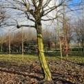 Platanus hispanica - november 2024