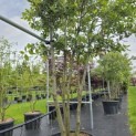Quercus ilex - 2