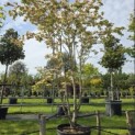 Cornus 'Stellar Pink' - Foto 5