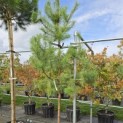 Pinus sylvestris - 2