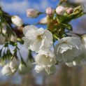 Prunus serrulata 'Shirotae' - Foto 1