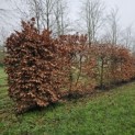 Fagus sylvatica - 3