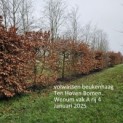 Fagus sylvatica - 2