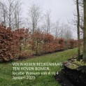Fagus sylvatica - 4