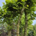 Platanus x Hispanica - 3