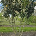 Prunus laurocerasus 'Caucasica' - Foto 5