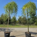 Sophora Japonica 'Pendula' - 4