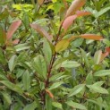 Photinia fraseri 'Red Robin' - 2