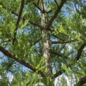Taxodium distichum - 6