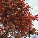 Acer palmatum 'Atropurpureum' - 8
