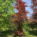 Fagus sylvatica Atropunicea - juni 2024
