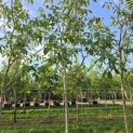 Juglans regia 'Cyril' - Foto 3