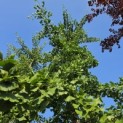 Ginkgo biloba - Foto 3