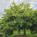 Tilia americana 'Nova' - 4