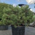 Pinus nigra 'Nana' - Foto 1