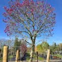 Magnolia 'Susan' - Foto 2
