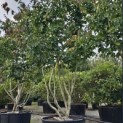 Parrotia persica - 5