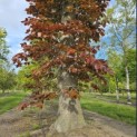 Fagus sylvatica 'Atropunicea' - 2