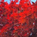 Acer palmatum 'Bloodgood' - Foto 3