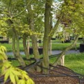 Acer palmatum - Foto 5