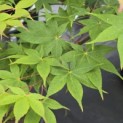 Acer palmatum 'Osakazuki - Foto 2