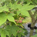 Acer palmatum 'Osakazuki - Foto 3