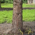 Sequoiadendron giganteum - 4