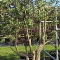 Quercus Suber - Foto 5