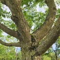 Pterocarya fraxinifolia - Foto 1