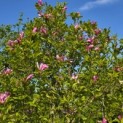 Magnolia 'Susan' - 3