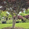 Acer palmatum 'Bloodgood' - 1