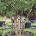 Pinus sylvestris - 2