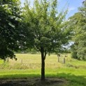 Acer campestre - Foto 3