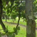 Platanus x Hispanica - 3