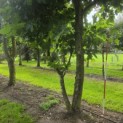 Platanus x Hispanica - 2