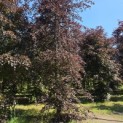 Fagus sylvatica 'Atropunicea' - 1