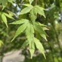 Acer palmatum - Foto 1