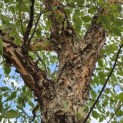 Betula Nigra - 6